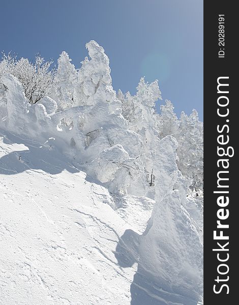 Winter forest in Nagano Japan