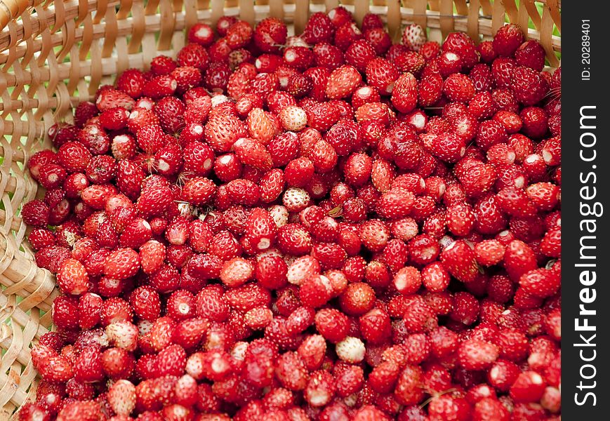 Wild strawberry in a basket. Wild strawberry in a basket