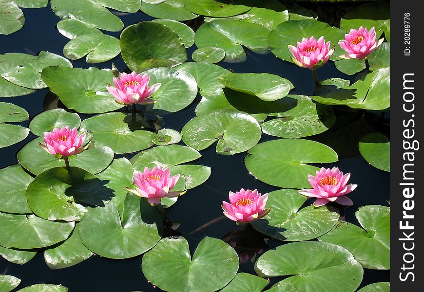 Water lily in a pond