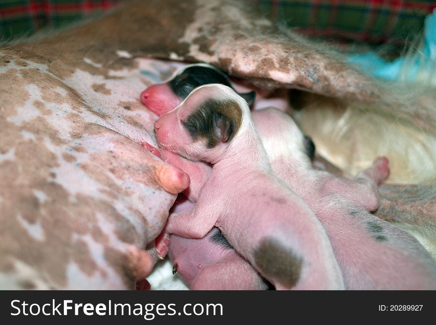 Newborn puppies of breed the Chinese crested dog sucks a maternal breast. Newborn puppies of breed the Chinese crested dog sucks a maternal breast