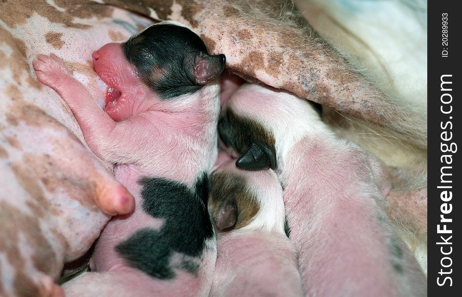 Newborn puppies of breed the Chinese crested dog sucks a maternal breast