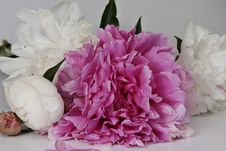 Peonies Royalty Free Stock Photo Peonies Royalty Free Stock Photo