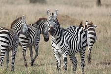 Heard Of Zebras Royalty Free Stock Image Heard Of Zebras Royalty Free Stock Image