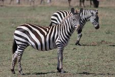 Zebra Royalty Free Stock Image Zebra Royalty Free Stock Image