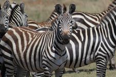 Heard Of Zebras Stock Photography Heard Of Zebras Stock Photography