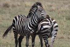 Zebras Royalty Free Stock Images Zebras Royalty Free Stock Images