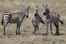 3 Zebra Friends Royalty Free Stock Photos 3 Zebra Friends Royalty Free Stock Photos