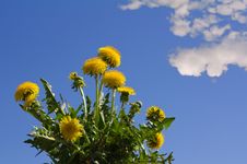 Dandelions With Blue Sky Stock Photos Dandelions With Blue Sky Stock Photos