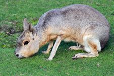 Pampas Hare Stock Images Pampas Hare Stock Images