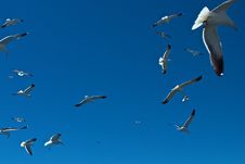 Gulls Flying Royalty Free Stock Photos