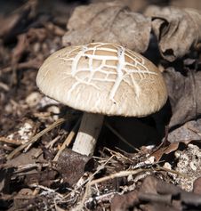 Solitary Wild Mushroom Stock Image