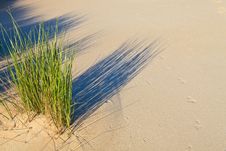 Sand Dune With Helmet Grass Stock Image Sand Dune With Helmet Grass Stock Image