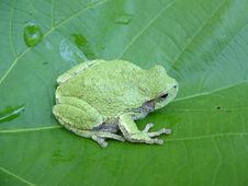 Northern Grey Treefrog Stock Photos Northern Grey Treefrog Stock Photos