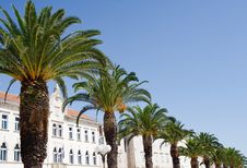 Palm Promenade In Split Stock Images Palm Promenade In Split Stock Images