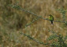 Swallow-Tailed Bee-Eater Royalty Free Stock Photos Swallow-Tailed Bee-Eater Royalty Free Stock Photos