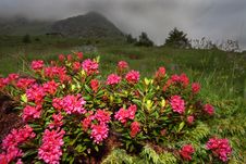 Rhododendron Stock Photos Rhododendron Stock Photos