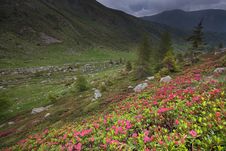 Rhododendron Royalty Free Stock Photography Rhododendron Royalty Free Stock Photography