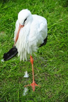 Stork Royalty Free Stock Photo Stork Royalty Free Stock Photo
