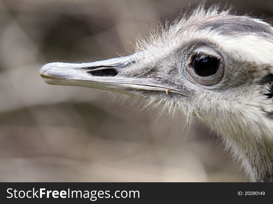 Detail photo of head of ostrich