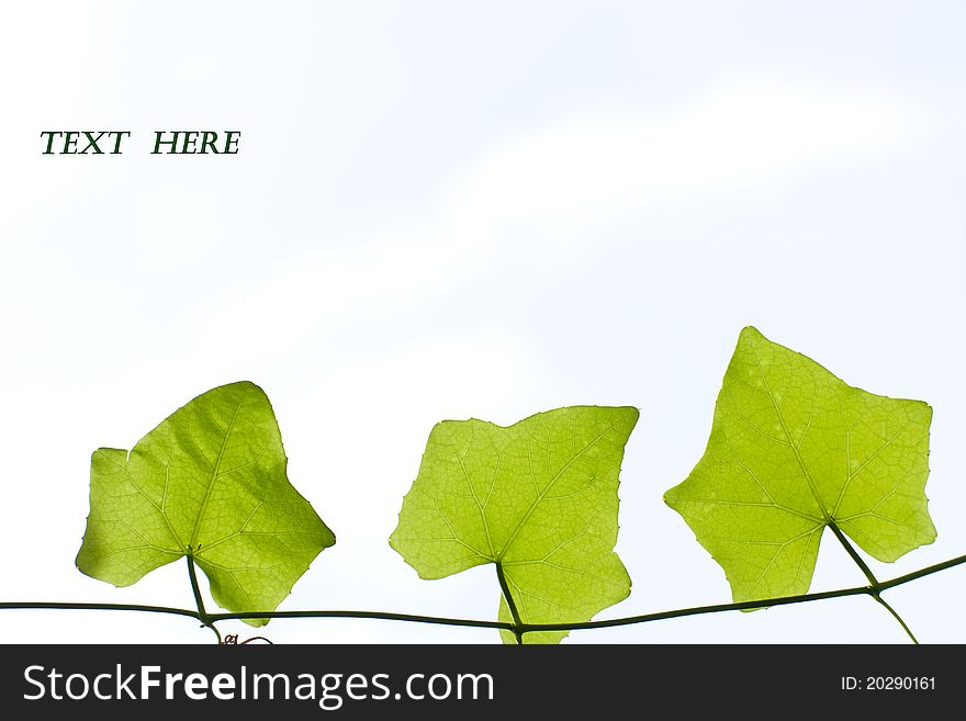 Green plant isolated over white