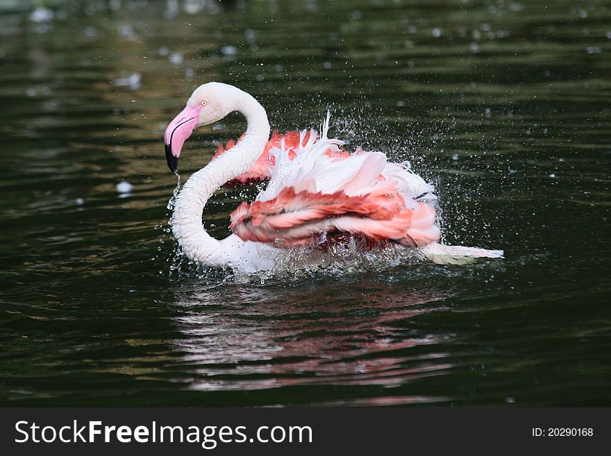 Washing flamingo in th zoo