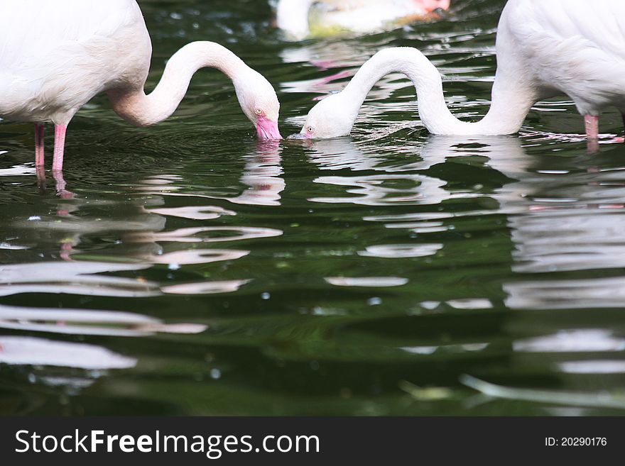 Washing flamingos in th zoo