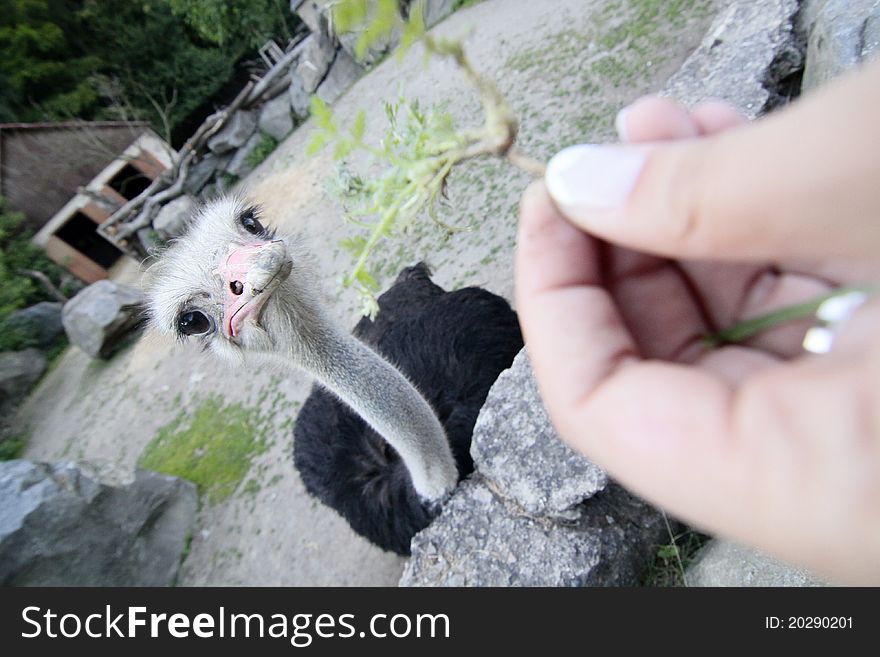 Eating ostrich in the zoo