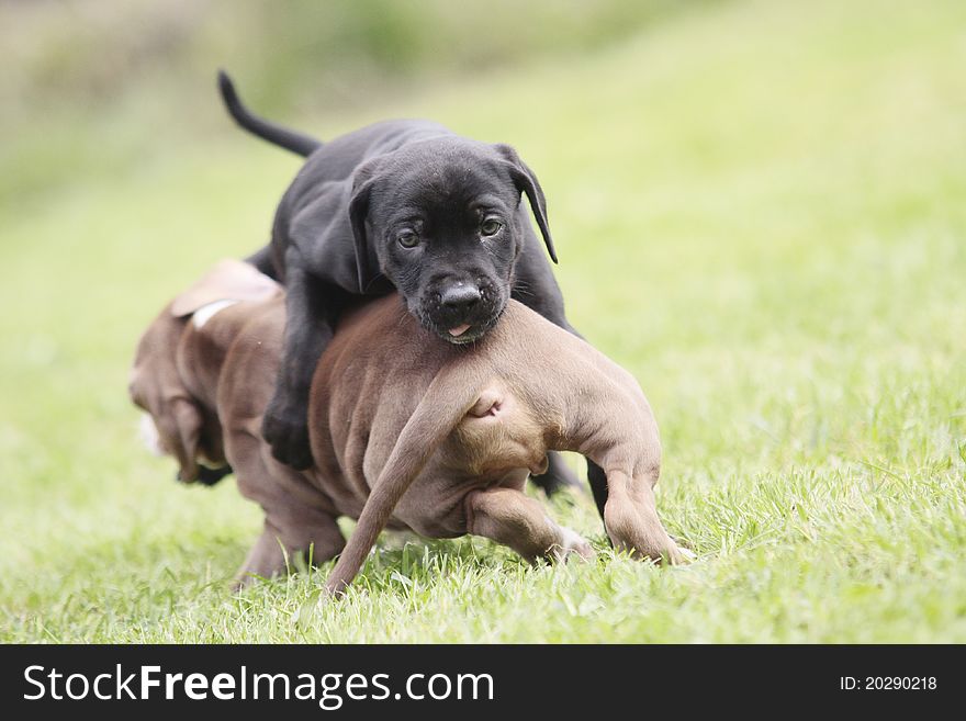 Young dogs playing on the grass. Young dogs playing on the grass