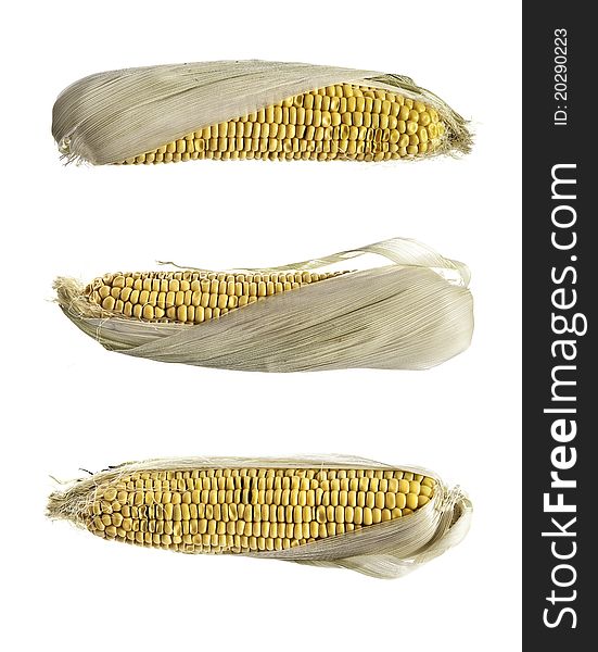 Three cobs of corn isolated on white.  Which cob represents a full sized photograph