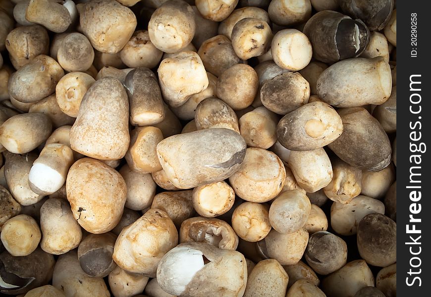 Fresh mushrooms are sold in the market. Fresh mushrooms are sold in the market