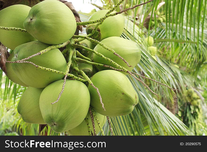 Bunch of young coconut on tree