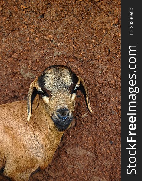 A young goat in front of a brown mud wall. A young goat in front of a brown mud wall.