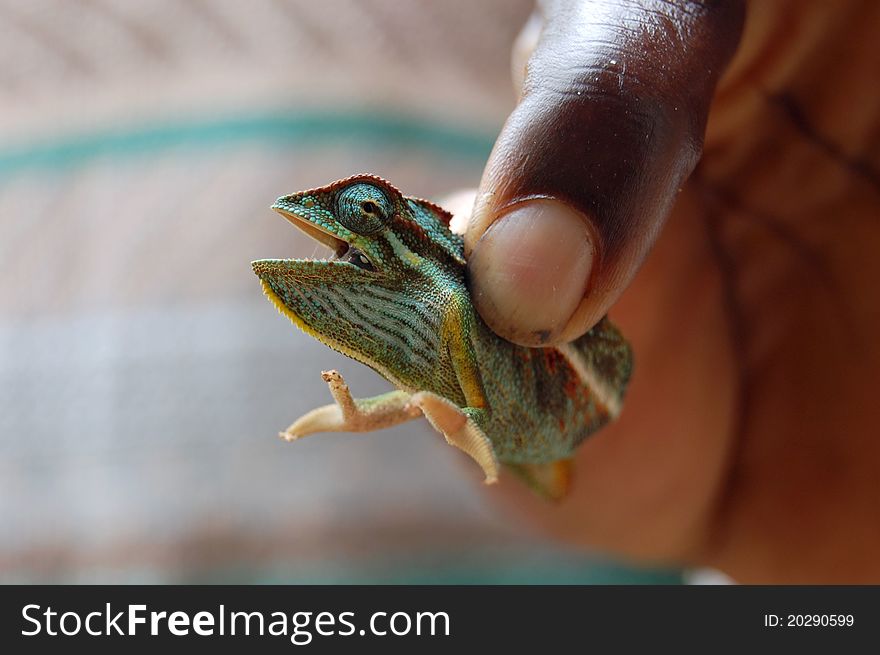 A black hand holding a chameleon.