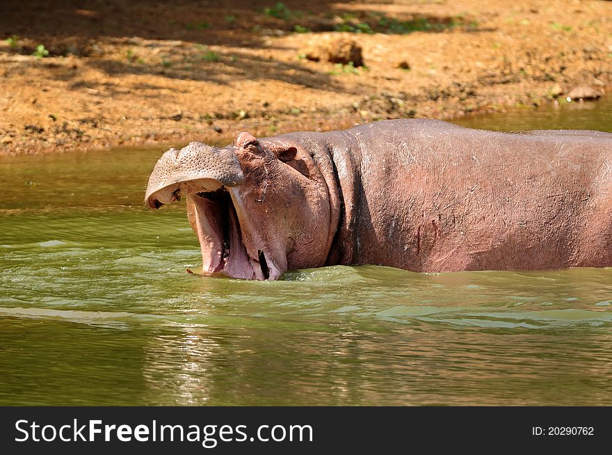 A Hippo gives out a loud grunting roar in the water. A Hippo gives out a loud grunting roar in the water