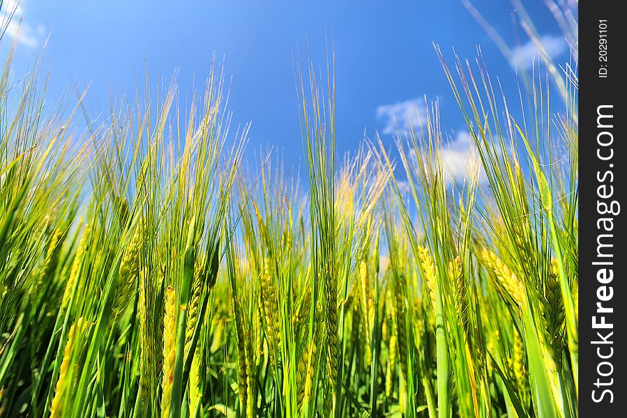 wheat field on a background of blue sky