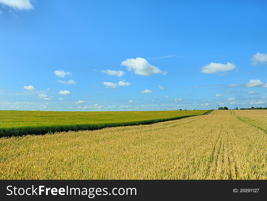 Wheat field on a background of blue sky