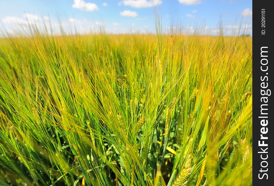 Wheat field on a background of blue sky