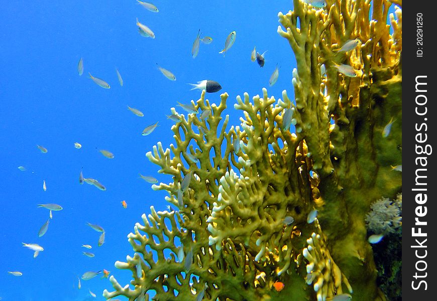 Fire coral in Red sea, Sharm El Sheikh, Egypt