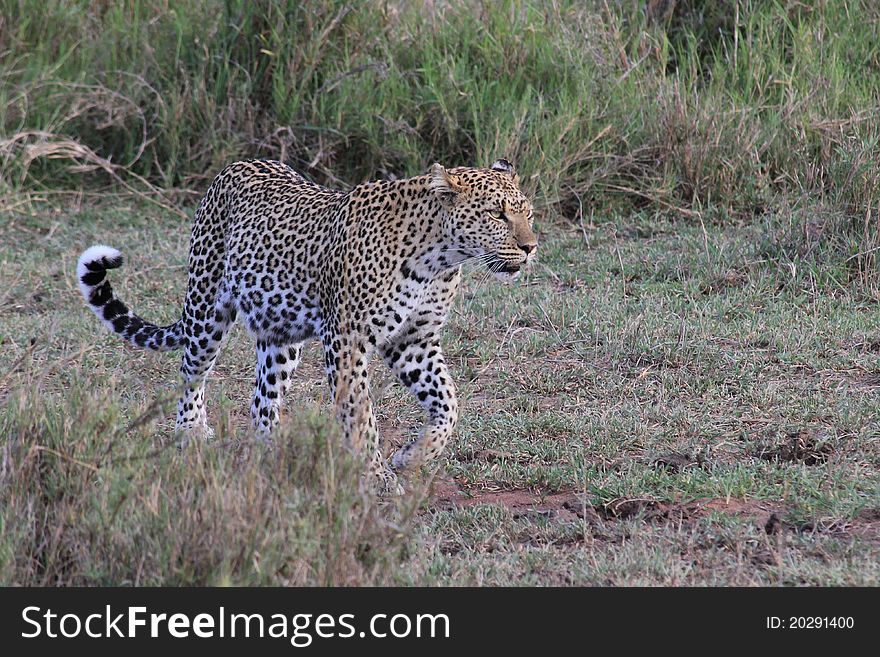 Hunting leopard in Serengeti plains