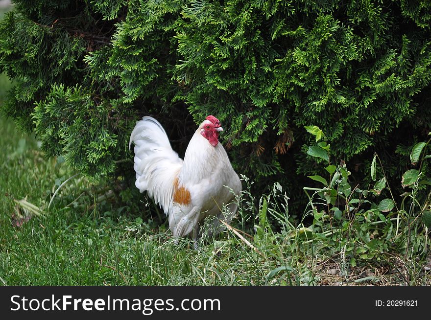 White rooster standing by a shrub