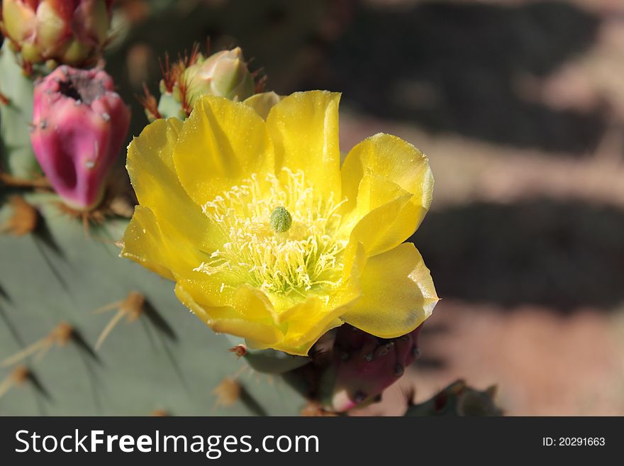 Blooming cactus in botanic garden on Lokrum island in Croatia near Dubrovnik