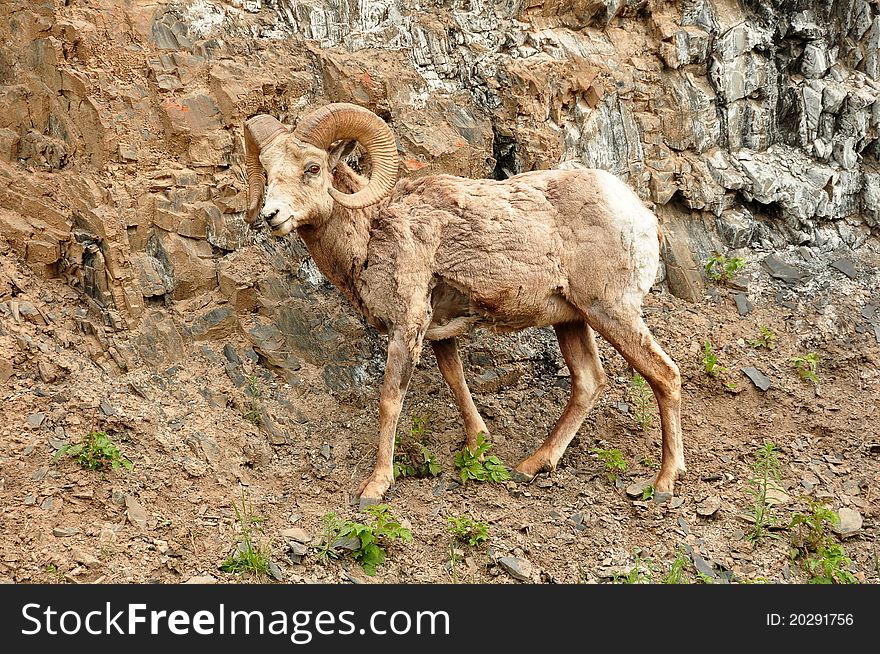 A rocky mountain sheep,poses for it's photo during it's busy day. A rocky mountain sheep,poses for it's photo during it's busy day.