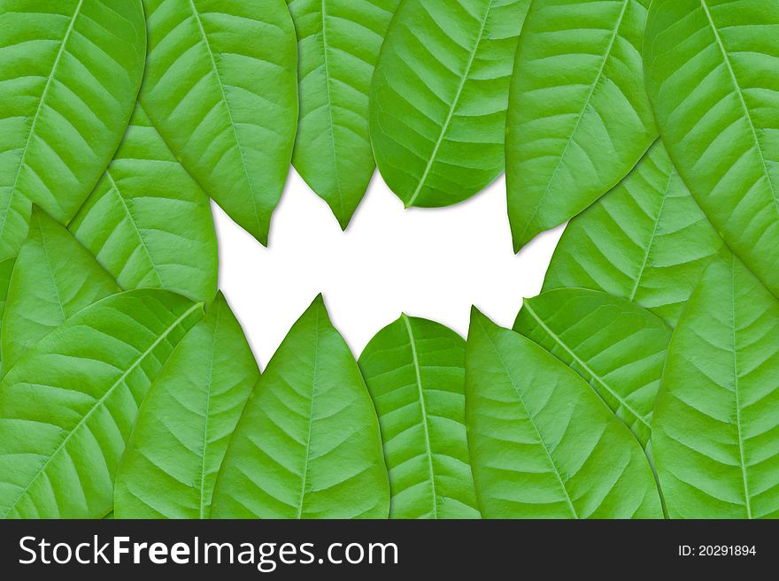 Green leaves on white background