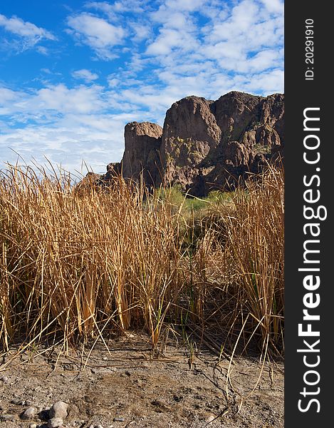 Tall, dry grass in front of green plants and desert mountains with blue sky and white clouds. Tall, dry grass in front of green plants and desert mountains with blue sky and white clouds