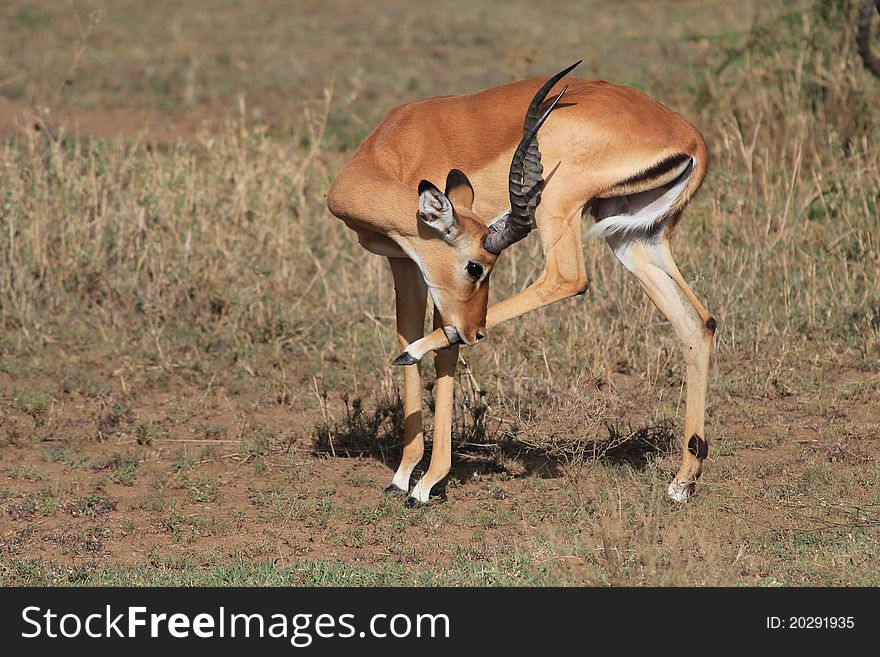 Impala licking leg in Serengeti