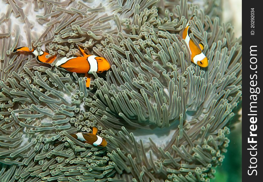 Clown fish reef in the sea