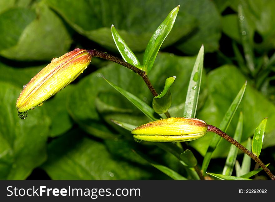 Picture of Lily buds from North Europe.