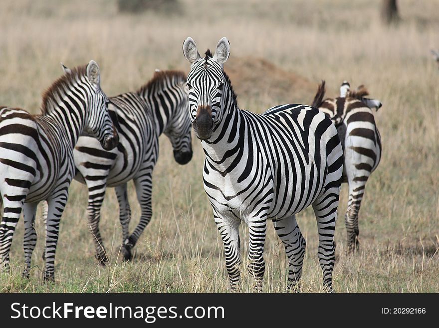 Heard of zebras moving in Serengeti plains