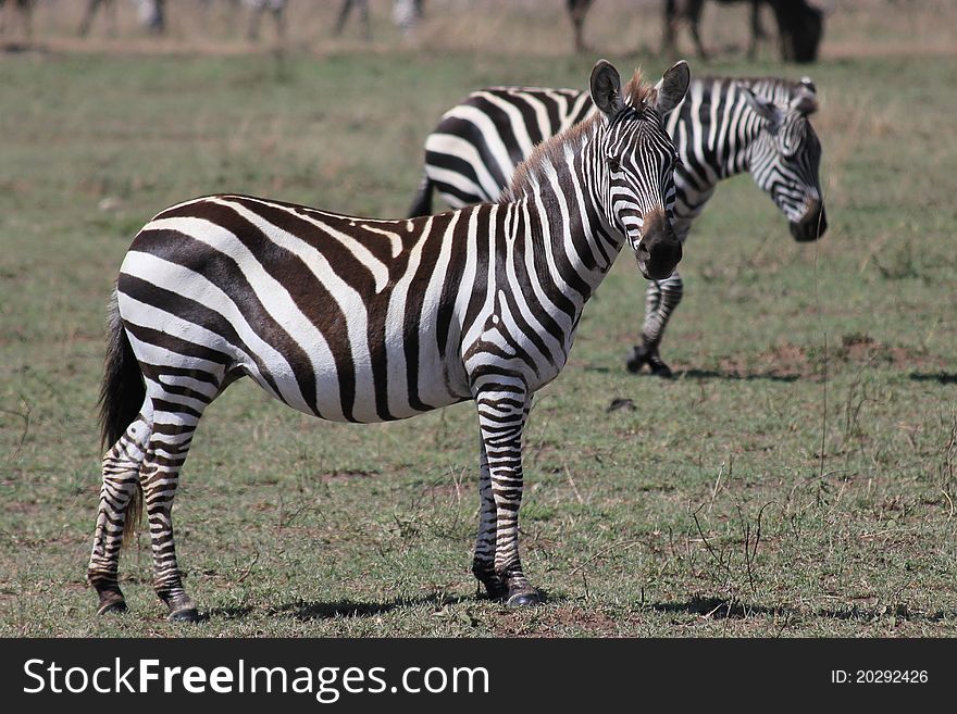 Zebra standing in Serengeti plains