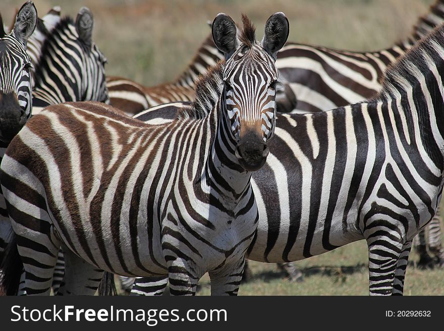 Heard of zebras in Serengeti plains